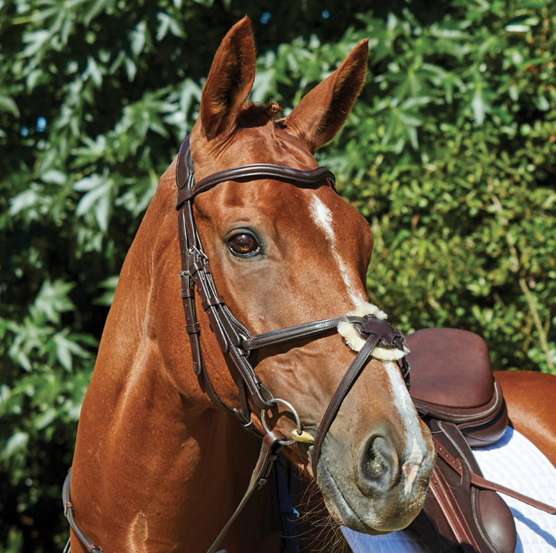 Collegiate Comfitec Grackle Bridle Brown